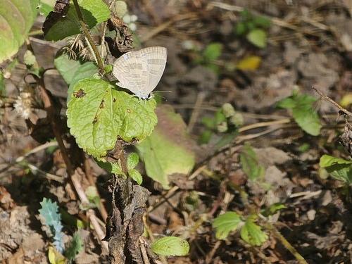 Common Cerulean