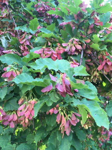 Tatarian Maple