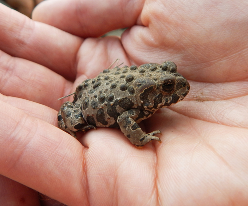 iNaturalist observation photo of Yosemite Toad