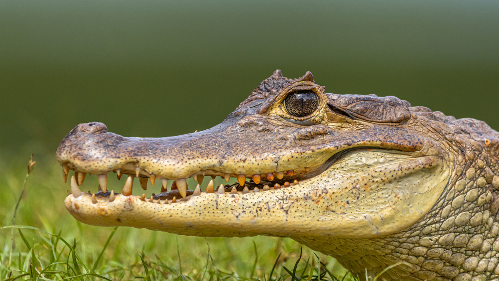 Spectacled Caiman