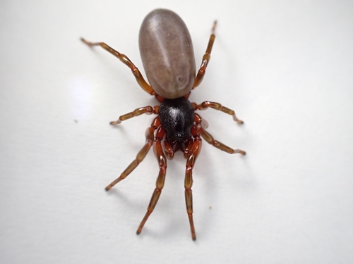 Dysdera fuscipes