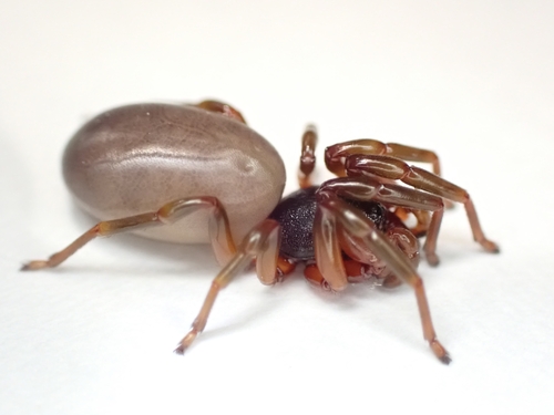 Dysdera fuscipes