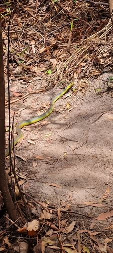 Common Tree Snake sighting