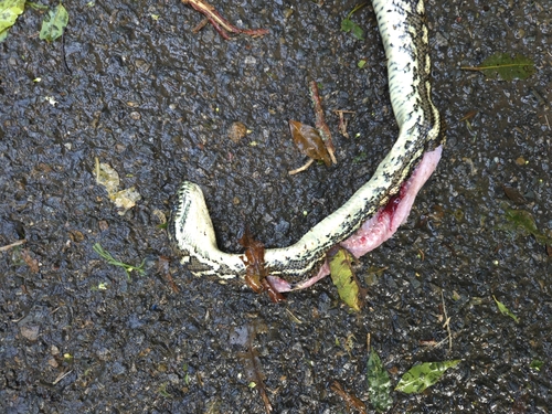 Coastal Carpet Python sighting