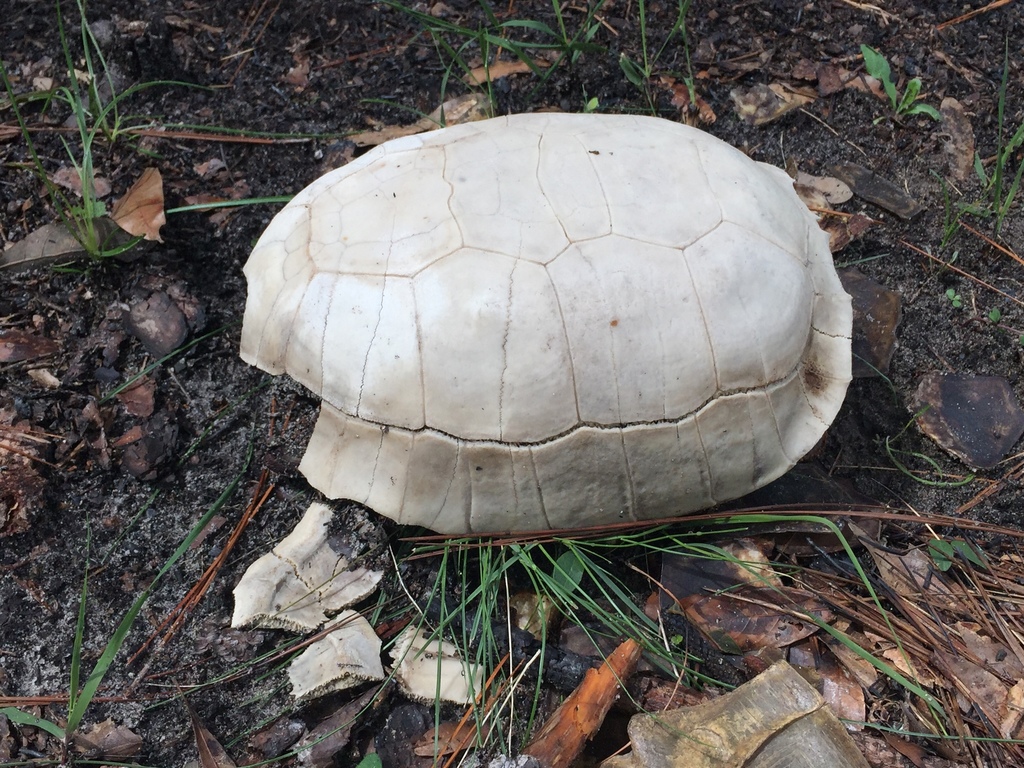 Gopher Tortoise in July 2019 by Max Maddox · iNaturalist
