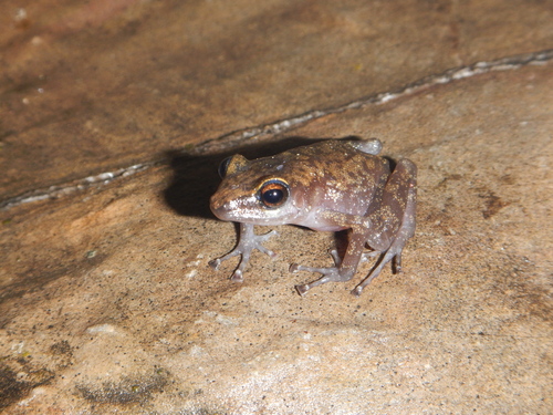 Tierra Colorada Peeping Frog