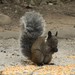 Guayaquil Squirrel - Photo (c) Esteban Suárez, all rights reserved