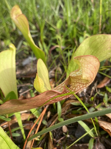 Sarracenia X casei