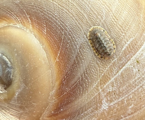 Ischnochiton comptus