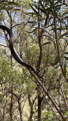 Common Tree Snake sighting