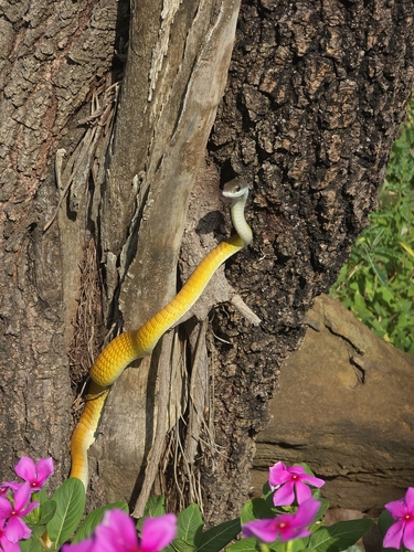 Common Tree Snake sighting