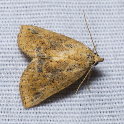 Isogona snowi Smith, 1908