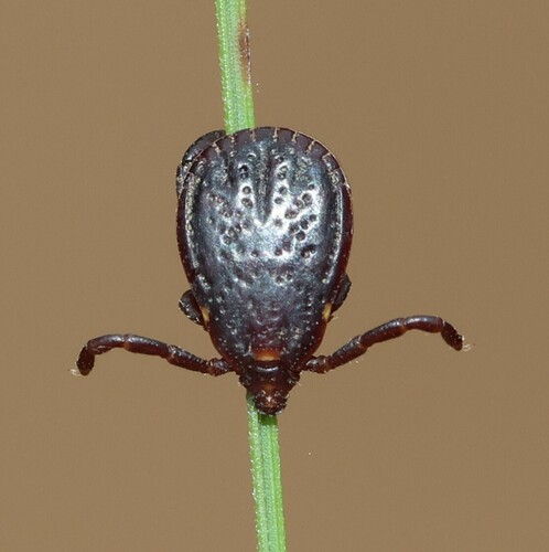 Rhipicephalus sanguineus Latreille, 1806