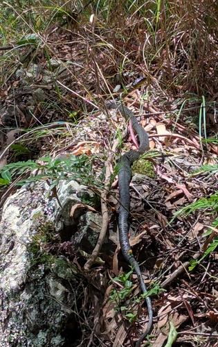 Common Tree Snake sighting