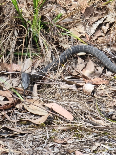 Tiger Snake sighting