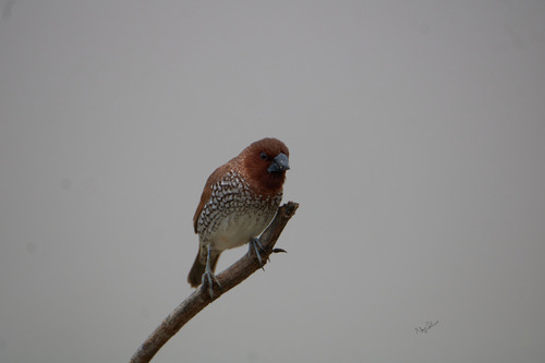 Scaly-breasted Munia
