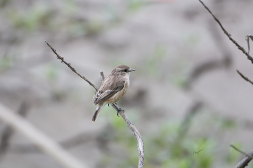 White-tailed Stonechat