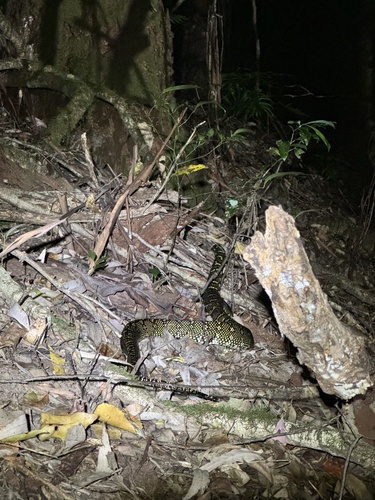 Diamond Python sighting