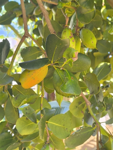 Brexia madagascariensis