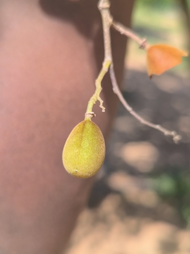 Zulu Podberry