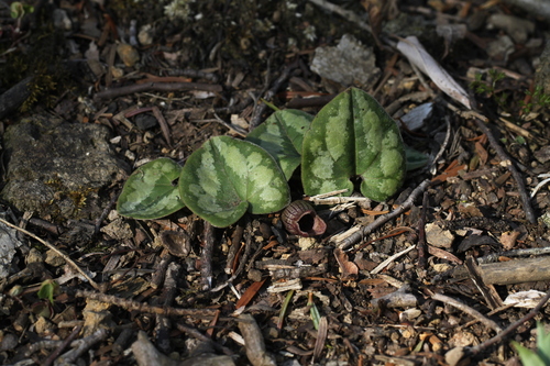 Asarum majale