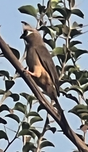 Speckled Mousebird