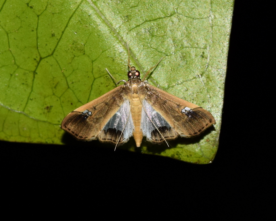 Maruka Insect Maruca amboinalis from Dadadahalli, Karnataka 570008, India on July 19 ...