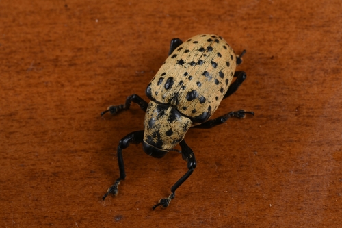 Cratosomus punctulatus (Cratosomus punctulatus)