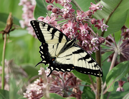 Midsummer Tiger Swallowtail