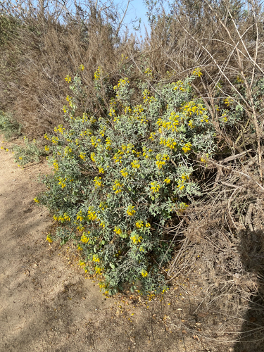 iNaturalist observation photo of Bladderpod