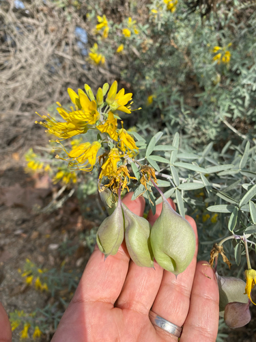 iNaturalist observation photo of Bladderpod