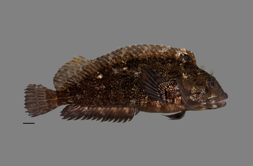 Porehead Blenny (Labrisomus multiporosus)