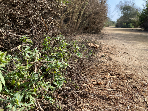 iNaturalist observation photo of alkali heliotrope