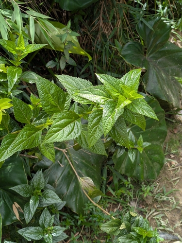 Chromolaena trigonocarpa