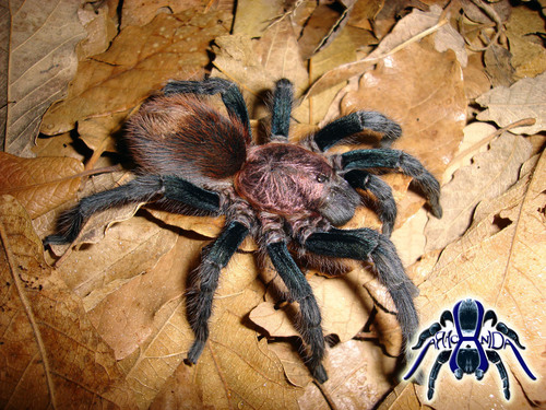 Papalutla Tarantula