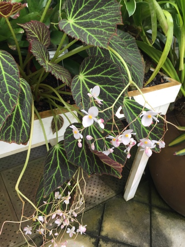 Giant's toenail begonia (Begonia chloroneura)