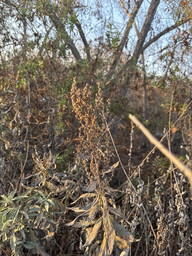 iNaturalist observation photo of California mugwort