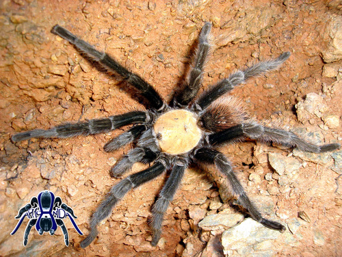 Golden Redrump Tarantula