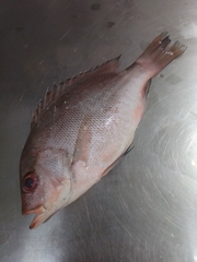 Crimson Snapper