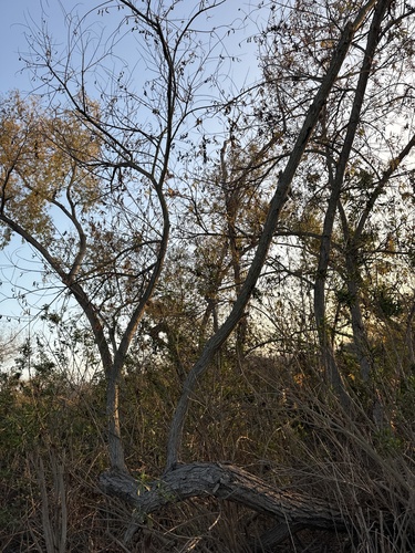 iNaturalist observation photo of western sycamore
