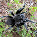 Mexican Black Velvet Tarantula - Photo (c) arachnida, all rights reserved, uploaded by arachnida