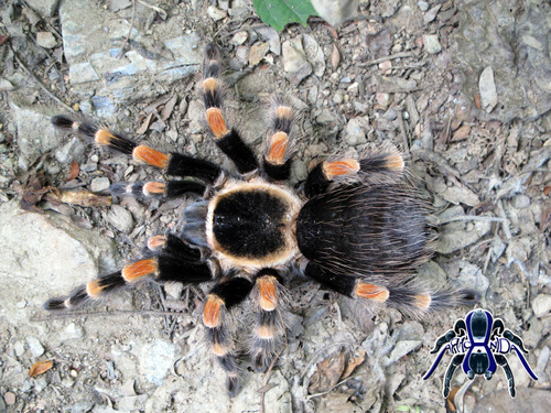 Mexican Redknee Tarantula