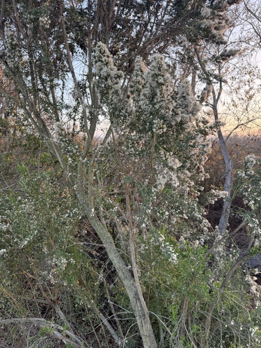 iNaturalist observation photo of coyote brush
