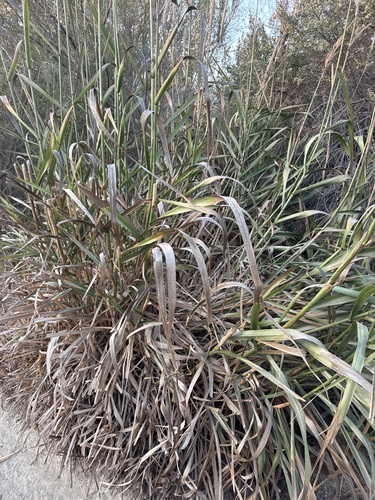iNaturalist observation photo of giant wild rye