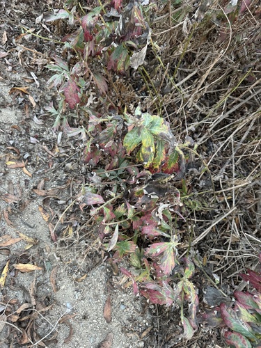 iNaturalist observation photo of California mugwort