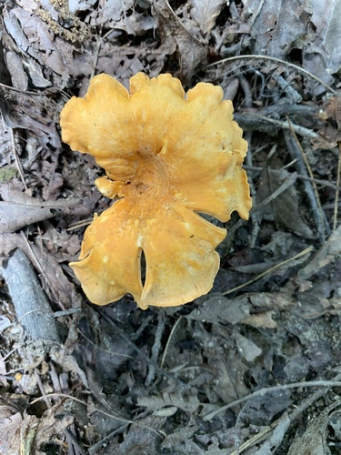 Smooth Chanterelle