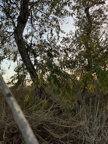 iNaturalist observation photo of Southern California Walnut