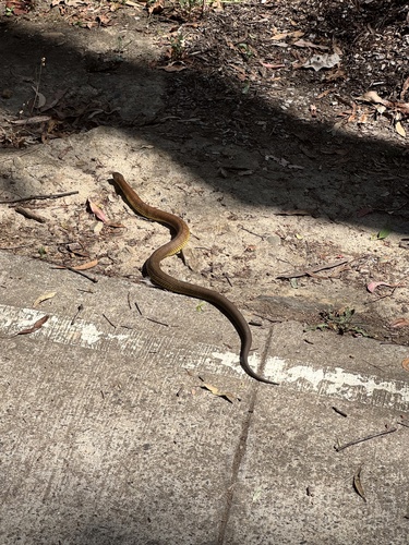 Tiger Snake sighting