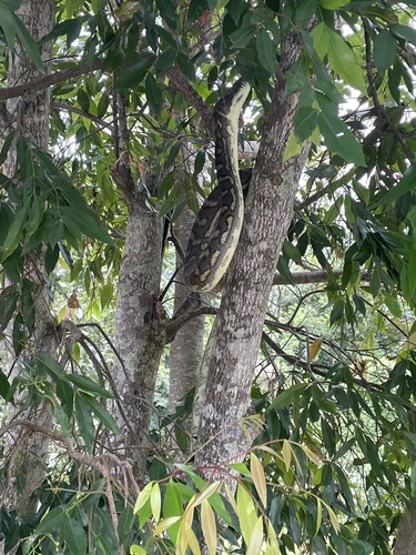 Coastal Carpet Python sighting