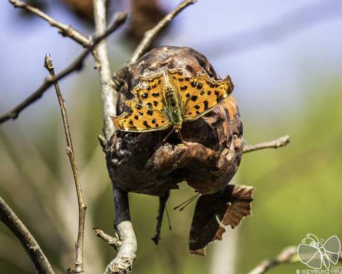 Asian Comma